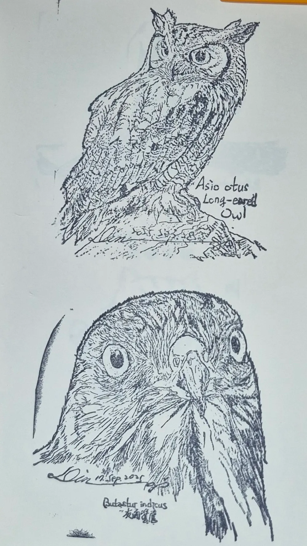 丁家青草茶集章